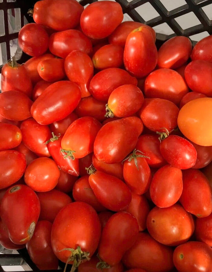 Untitled Green Reaper Farm's Tomatoes