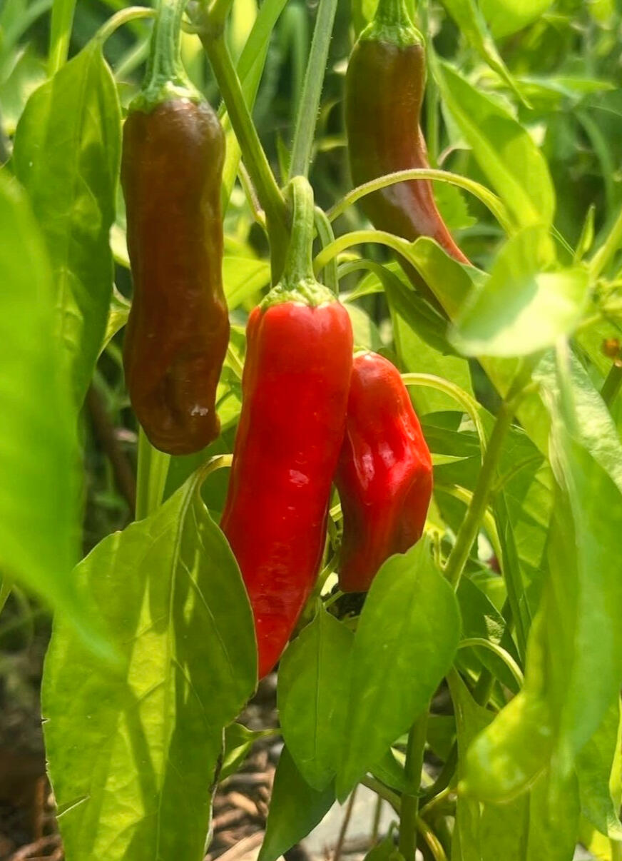 Green Reaper Farm's Pepper Plant