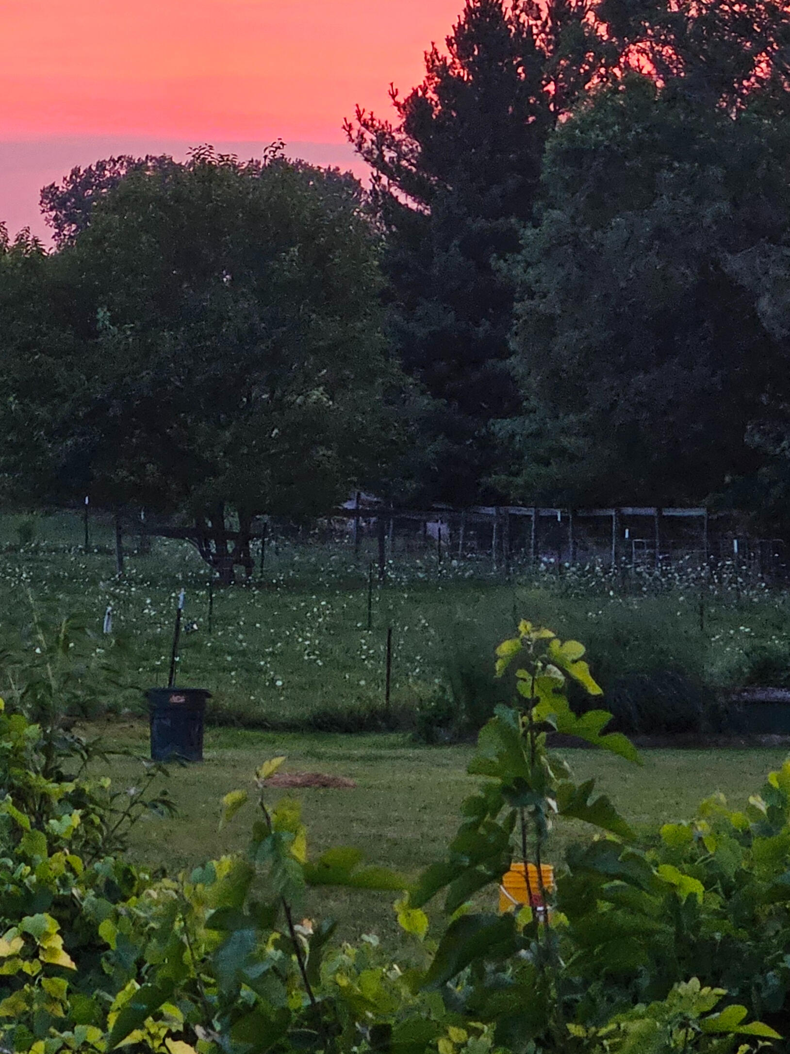 Green Reaper Farm's Chickens